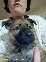 CHIOT