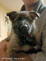 CHIOT