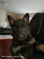 CHIOT