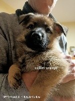 CHIOT